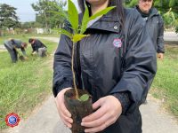 Arborización en Villeta y Vallemi
